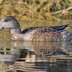 American Wigeon